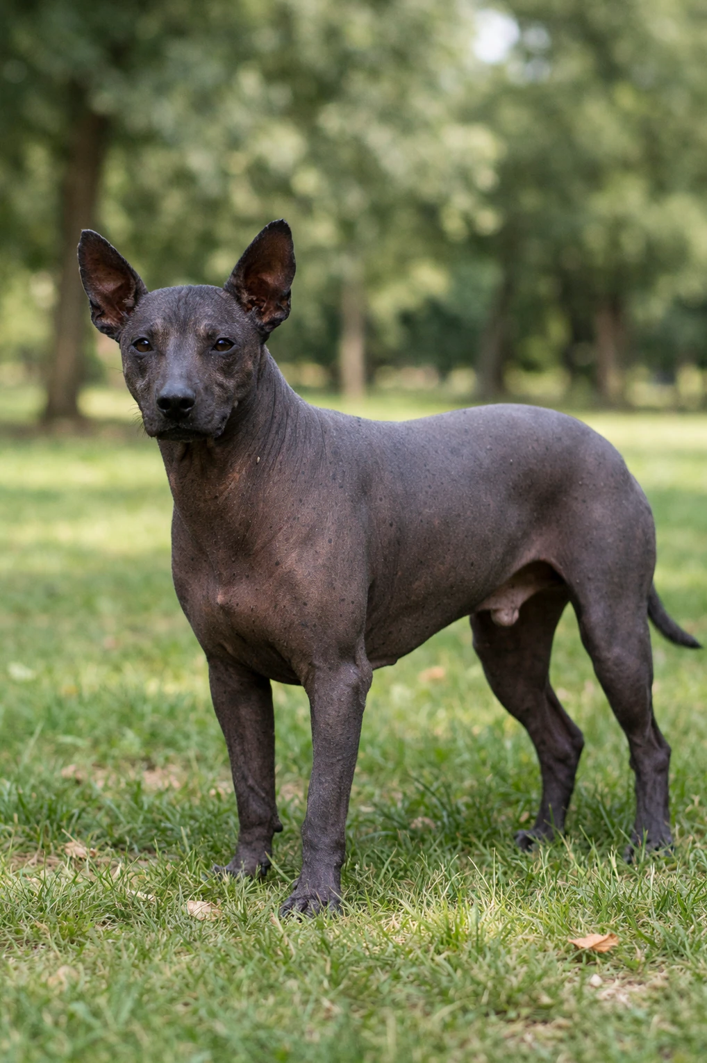 Xoloitzcuintli in a park